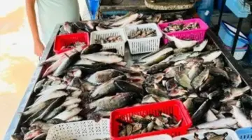 البلطي بكام؟…أسعار الأسماك في كفر الشيخ الإثنين 20 أبريل 2026